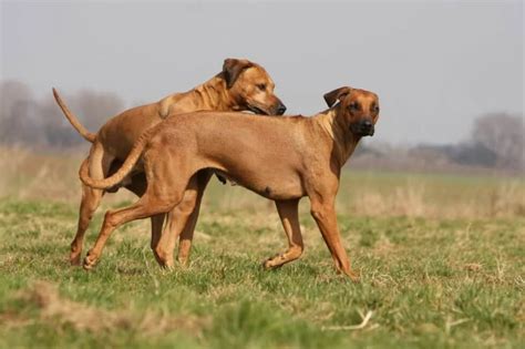 donna scopa cane|Guida completa all’accoppiamento e alla monta del cane.